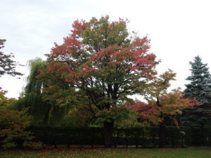 エゾヤマザクラ　芝生広場